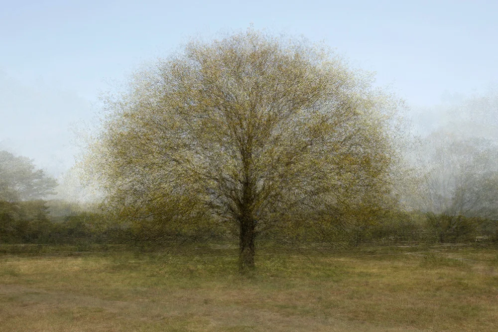 Een brede boom in vroeg voorjaarsgroen, met wazige randen waar de opnames verschillen.
