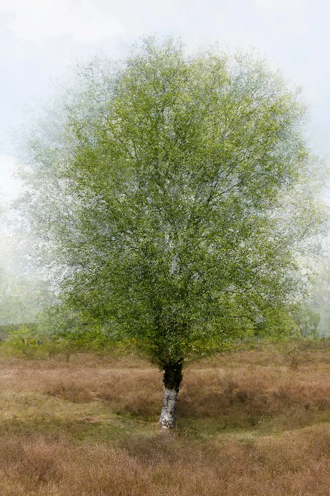 Een boom met een witte stam op de heide, de kroon zacht uitwaaierend.