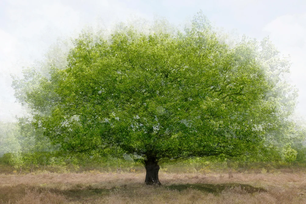 Een brede, lage boom met een volle groene kroon op de heide.